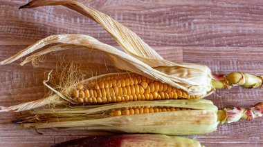 still life, close-up of corn, Zea mays, Common corn is a cereal crop, macro photography clipart