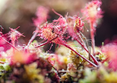 Geleneksel bir bataklık bitkisi olan Drosera, böceksi bitkilerin, bataklık bitkilerinin bir cinsidir.