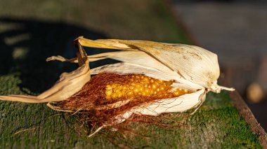 natürmort, mısırın yakın çekimi, Zea mays, mısır gevreği, makro fotoğraf.