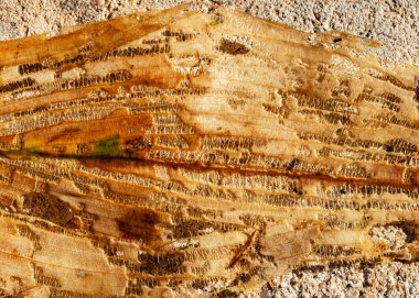 Yaprak dokusunun soyut yakın plan görüntüsü, arka planda su bitkisi, soyut yapı, sonbahar