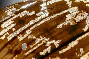 Yaprak dokusunun soyut yakın plan görüntüsü, arka planda su bitkisi, soyut yapı, sonbahar