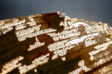 Yaprak dokusunun soyut yakın plan görüntüsü, arka planda su bitkisi, soyut yapı, sonbahar