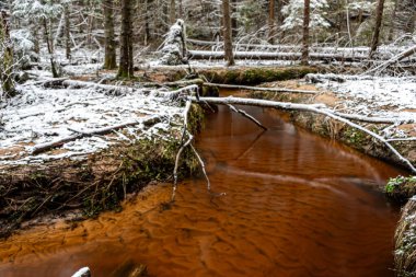 Ormanlı kış manzarası, karla kaplı sihirli ağaçlar, küçük, vahşi nehir, nehrin üzerinde devrilmiş ağaçlar, Letonya