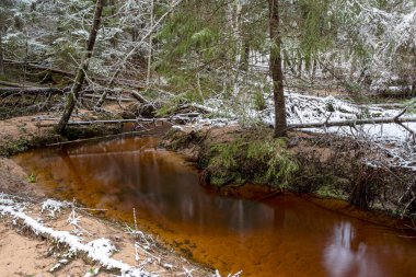 Ormanlı kış manzarası, karla kaplı sihirli ağaçlar, küçük, vahşi nehir, nehrin üzerinde devrilmiş ağaçlar, Letonya