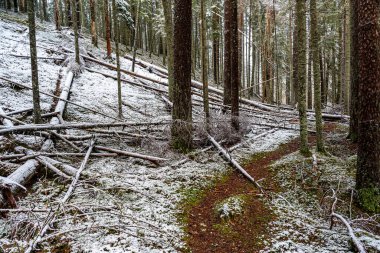 Ormanlı kış manzarası, karla kaplı büyülü ağaçlar, muhteşem kış günü, Letonya