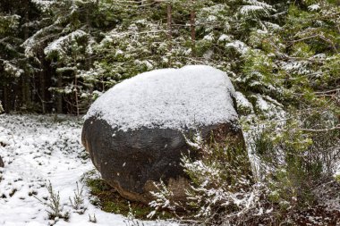 Ormanlı kış manzarası, karla kaplı büyülü ağaçlar, karla kaplı taşlar, muhteşem kış günü, Letonya