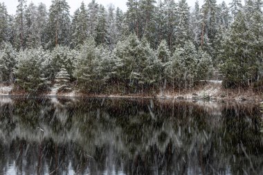 Bir gölü olan kış manzarası, karla kaplı sihirli ağaçlar ve göldeki yansımalar, Letonya 'da muhteşem bir kış günü,