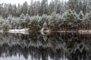 Bir gölü olan kış manzarası, karla kaplı sihirli ağaçlar ve göldeki yansımalar, Letonya 'da muhteşem bir kış günü,