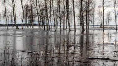 Letonya 'nın sel basmış gölü, bazı yerlerde ince ve hafif buz, yansımalar, Burtnieki Gölü, Letonya