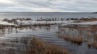 Letonya 'nın sel basmış gölü, bazı yerlerde ince ve hafif buz, yansımalar, Burtnieki Gölü, Letonya