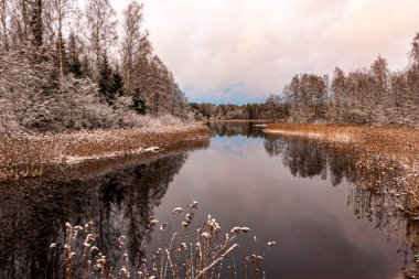 Nehir kaynaklı güzel kış manzarası, ağaçlarda hafif kar, eski sazlıklar, yansımalar, Vaidava Gölü yakınlarındaki Straupe, Letonya