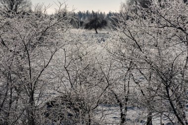 harika bir kış günü, ağaçlar ve çimenler donla kaplı, doğa kar ve donla süslenmiş, kış