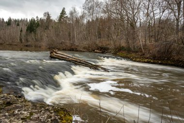 Abava Rumba is a multi-tiered waterfall on the Abava River, the water flows over dolomite steps, Abava Valley, Latvia