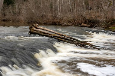 Abava Rumba is a multi-tiered waterfall on the Abava River, the water flows over dolomite steps, Abava Valley, Latvia