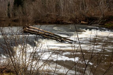 Abava Rumba is a multi-tiered waterfall on the Abava River, the water flows over dolomite steps, Abava Valley, Latvia