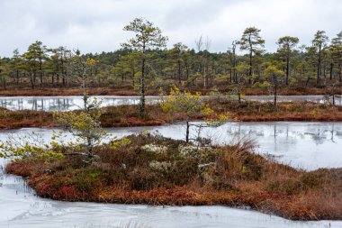 Karsız bir bataklığın kış manzarası, buzla kaplı bir gölet, yansımalar, kışın bataklık bitkileri, çam ağaçları, eski çimenler, yosun, kış