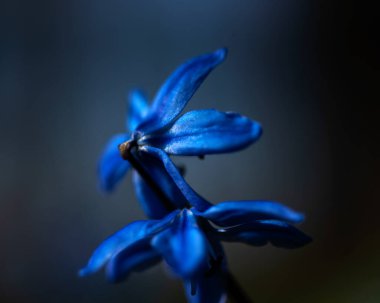 İlk çiçek açan bahar soğanlarından biri olan Scilla Siberica, ilkbaharda doğal bir arka planda, ilkbaharda