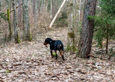 Ormanda bir köpekle bahar yürüyüşü, çıplak ağaçlar, yeşilliksiz doğa, toprak kuru ağaç yapraklarıyla kaplı, ilkbaharın başlarında