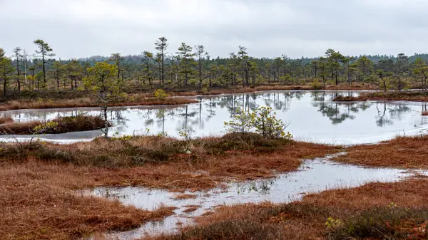 Karsız bir bataklığın kış manzarası, buzla kaplı bir gölet, yansımalar, kışın bataklık bitkileri, çam ağaçları, eski çimenler, yosun, kış