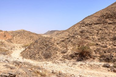 Umman 'daki Zufar dağlarındaki tütsü ağaçları.