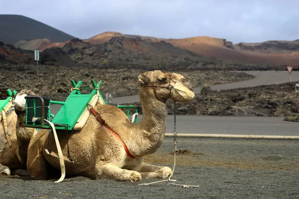 Μαρτίου 2018 Lanzarote Κανάριοι Νήσοι Ισπανία Ένα Καραβάνι Καμήλας Τουρίστες — Φωτογραφία Αρχείου