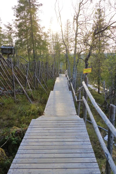 フィンランドのラップランドにあるレヴィスキーリゾートの夏の森 — ストック写真