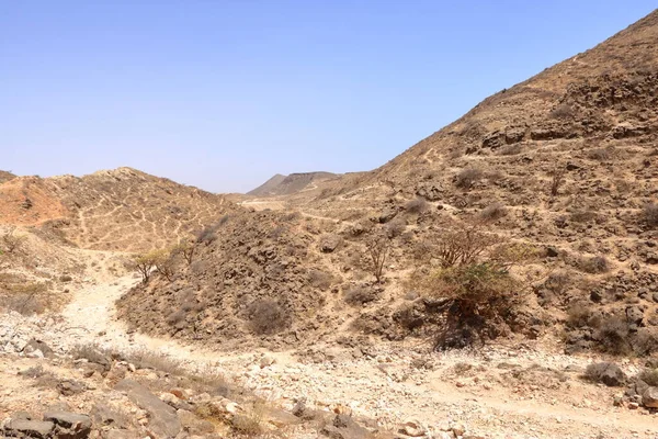 Frankrökelseträd Dhofarbergen Oman — Stockfoto