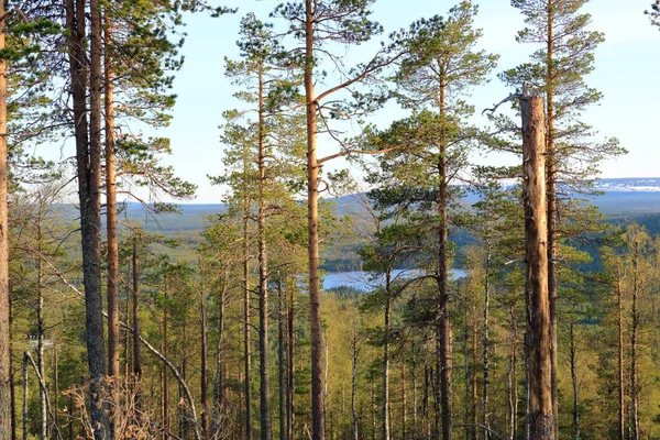 Bosco Estate Nella Località Sciistica Levi Lapponia Finlandia — Foto Stock