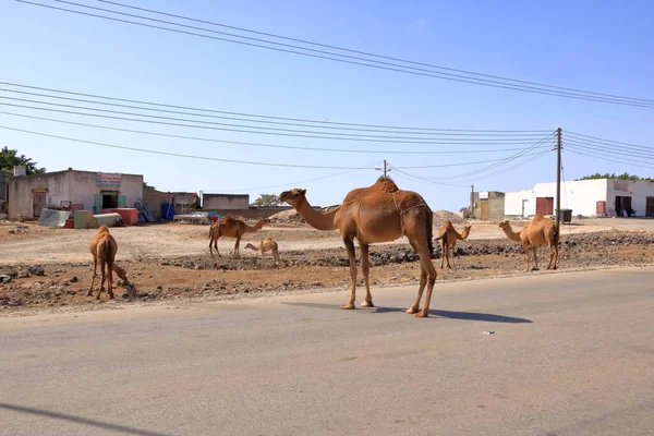 Camello Libre Cruza Calle Oman — Foto de Stock