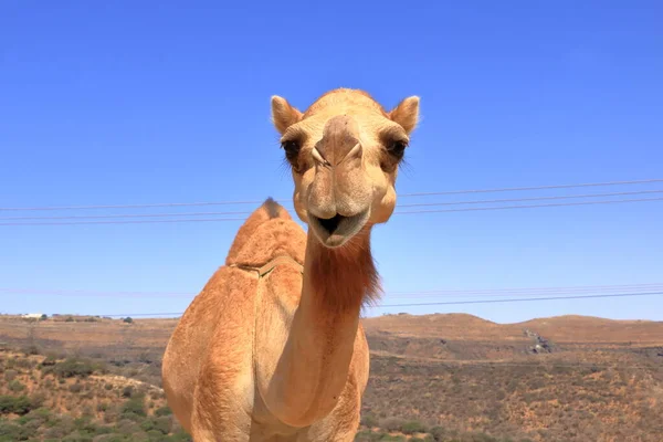 Freilaufendes Kamel Überquert Die Straße Oma — Stockfoto