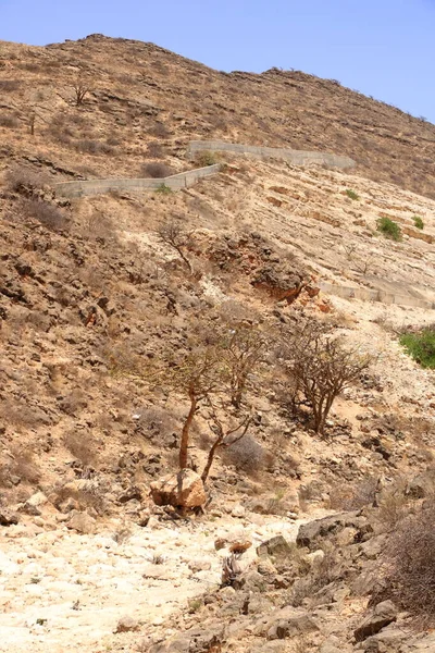Paisagem Com Árvores Incenso Dhofar Montanhas Omã — Fotografia de Stock