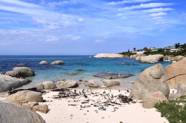 25 Eylül 2022 - Boulders Beach penguen kulübesi, Cape Town, Güney Afrika: Kara ayaklı penguen rezervi