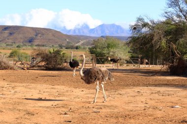 Güney Afrika 'da Oudtshoorn yakınlarında devekuşu çiftliği