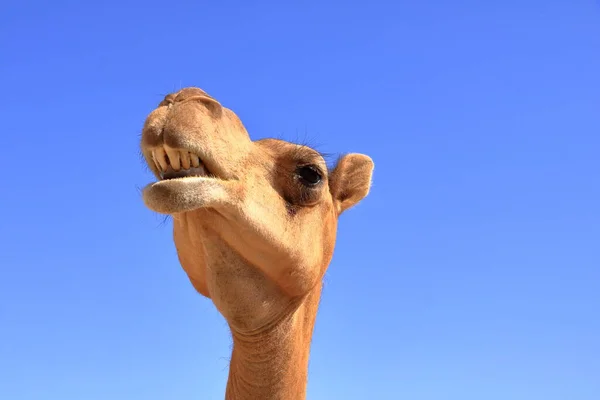 Ελεύθερη Πόδια Καμήλα Διασχίζει Δρόμο Oman — Φωτογραφία Αρχείου