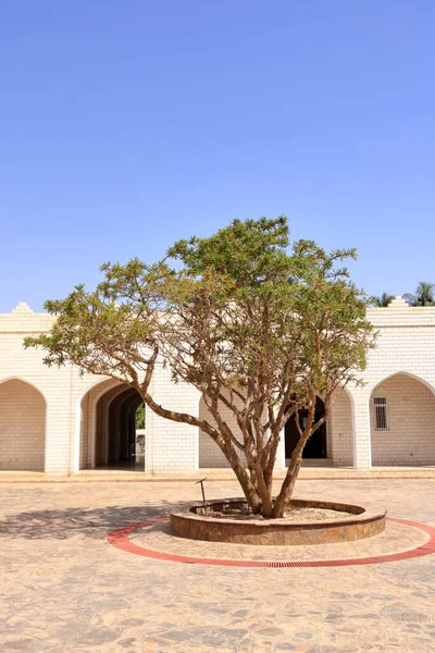 Δέντρα Λιβαδιού Στα Βουνά Dhofar Στο Ομάν — Φωτογραφία Αρχείου