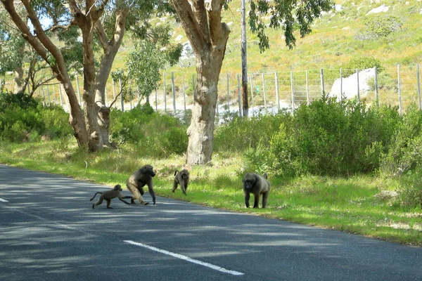 Paviane Papio Ursinus Spazieren Südafrika Die Straße Entlang — Stockfoto