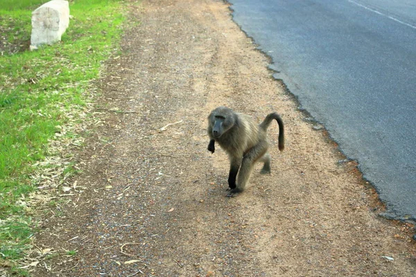 Μπαμπουίνοι Papio Ursinus Που Περπατούν Στο Δρόμο Στη Νότια Αφρική — Φωτογραφία Αρχείου