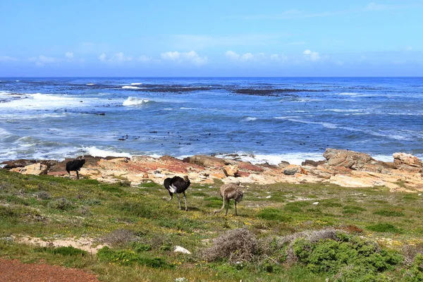 Avestruces Comunes Playa Guijarros Reserva Natural Del Cabo Buena Esperanza — Foto de Stock