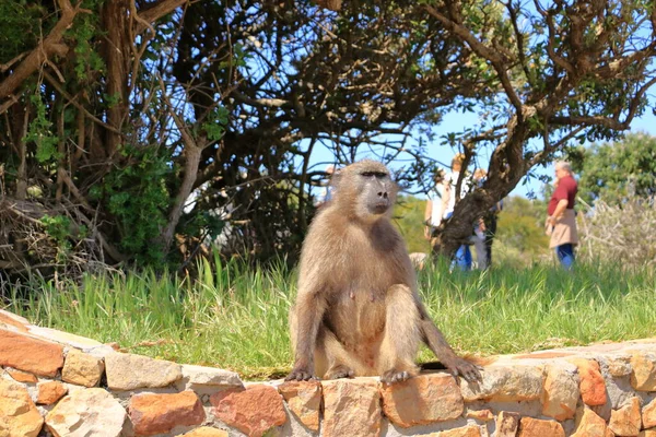 Babuinos Papio Ursinus Paseando Por Calle Sudáfrica — Foto de Stock