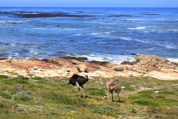 common ostriches on pebble beach of Cape of Good Hope Nature Reserve in Cape Peninsula National Park, South Africa
