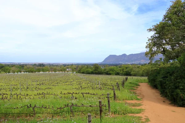 コンスタンシア渓谷のブドウ畑の風景 根のコンスタンシア 南アフリカ共和国のケープタウン — ストック写真