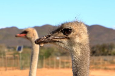 Güney Afrika 'da Oudtshoorn yakınlarında devekuşu çiftliği