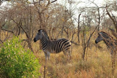 Cape Mountain Zebra (Equus zebra), Güney Afrika Kruger Ulusal Parkı.