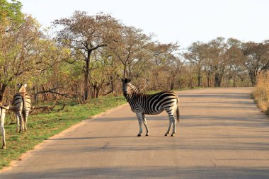 Cape Mountain Zebra (Equus zebra), Güney Afrika Kruger Ulusal Parkı.