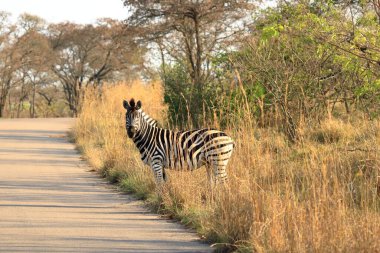 Cape Mountain Zebra (Equus zebra), Güney Afrika Kruger Ulusal Parkı.