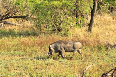 Yaban domuzu, Kruger Ulusal Parkı Güney Afrika
