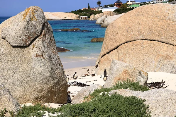 Septiembre 2022 Boulders Beach Penguin Cottage Ciudad Del Cabo Sudáfrica — Foto de Stock
