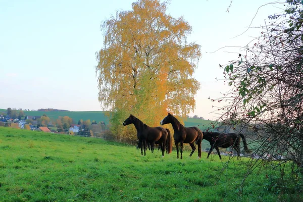 Braune Pferde Genießen Ein Feld Herbst — Stockfoto