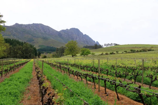 Paisaje Vibrante Con Viñedos Montañas Fondo Ciudad Del Cabo Stellenbosch — Foto de Stock