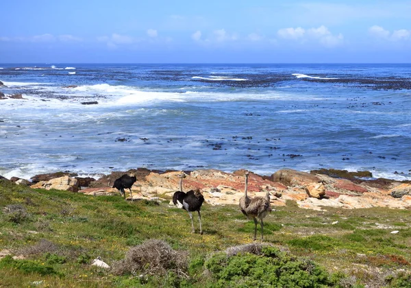 common ostriches on pebble beach of Cape of Good Hope Nature Reserve in Cape Peninsula National Park, South Africa